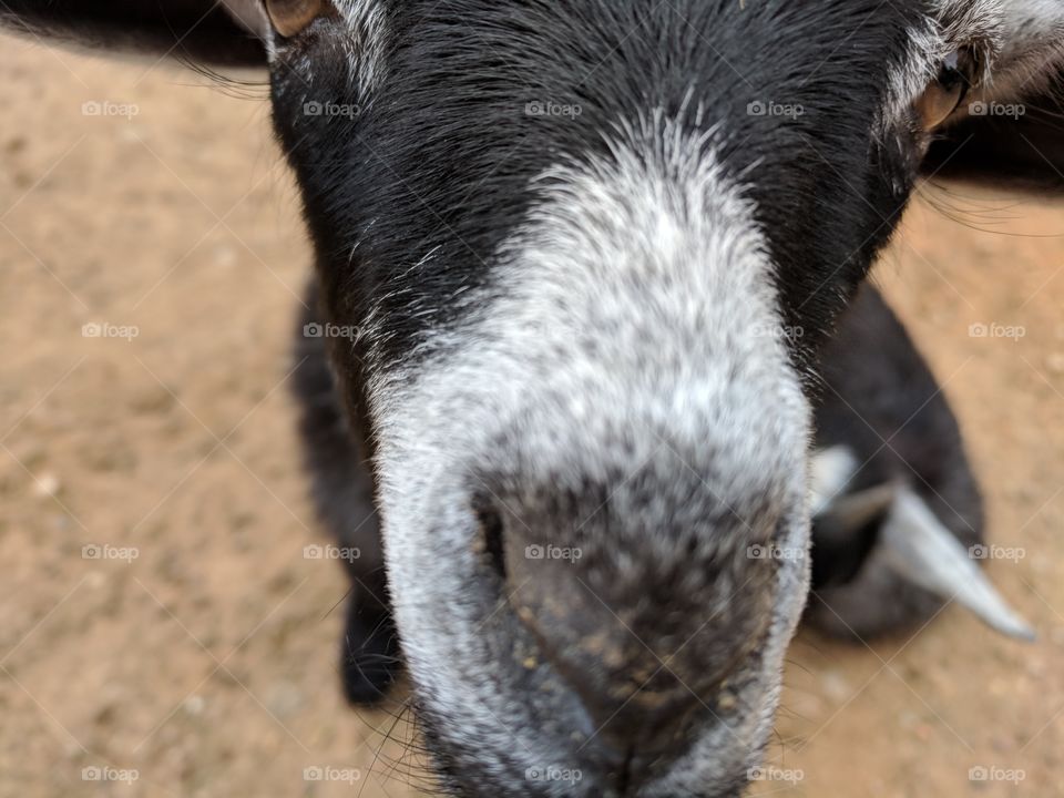 Baby goat nose
