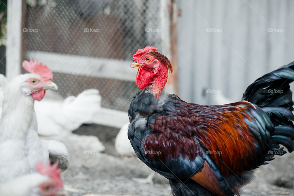 close up portrait of rooster with red comb