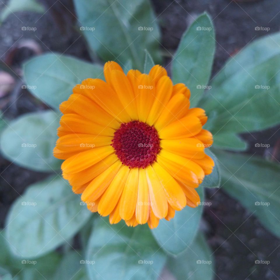 calendula