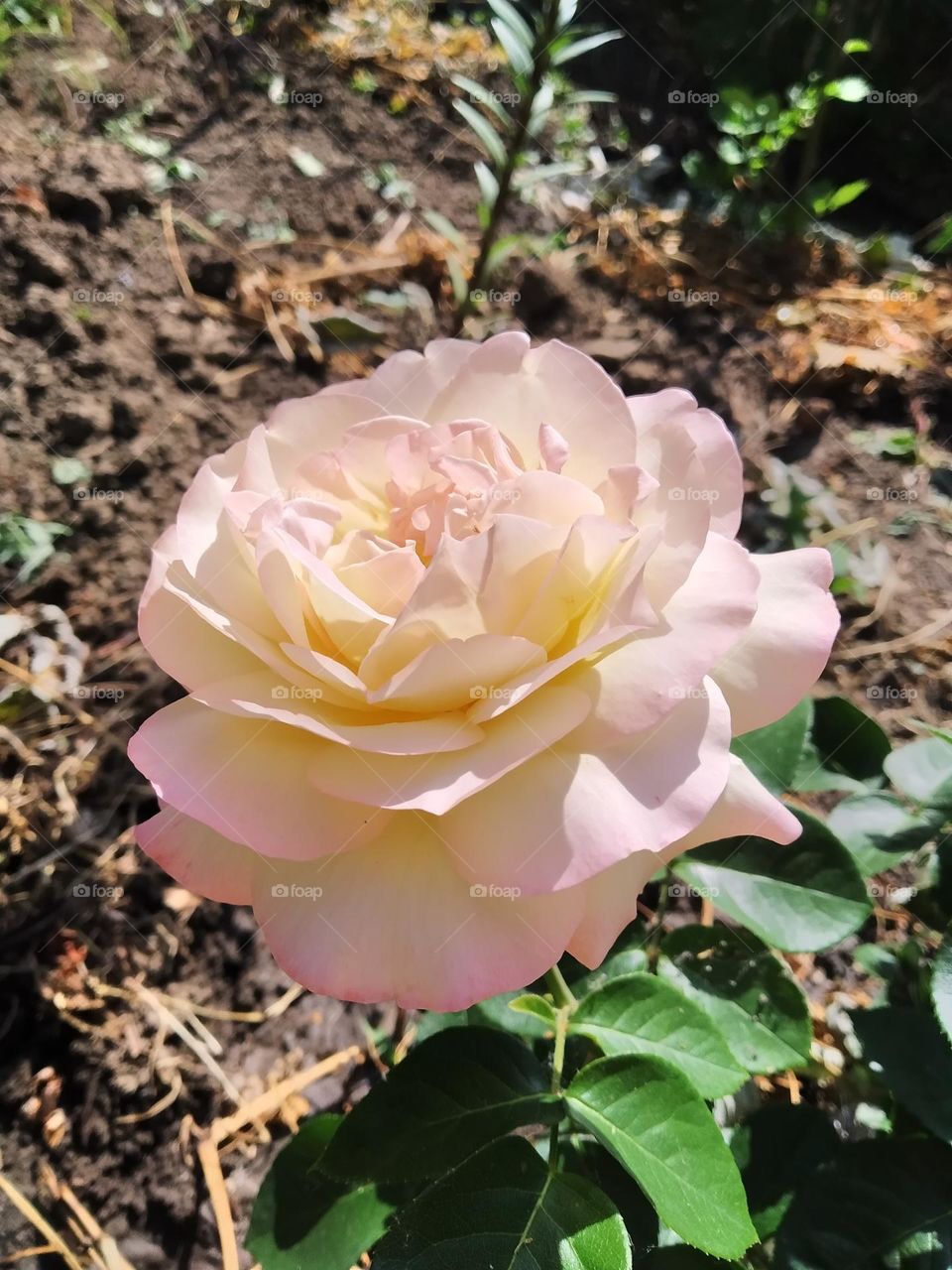 Gorgeous rose. Delicate aroma and play of colors.