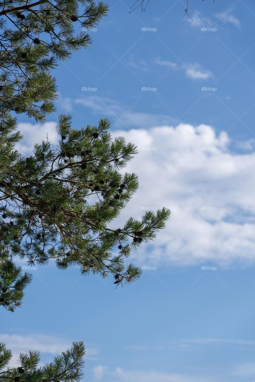 The contrast of green tree and blue sky.