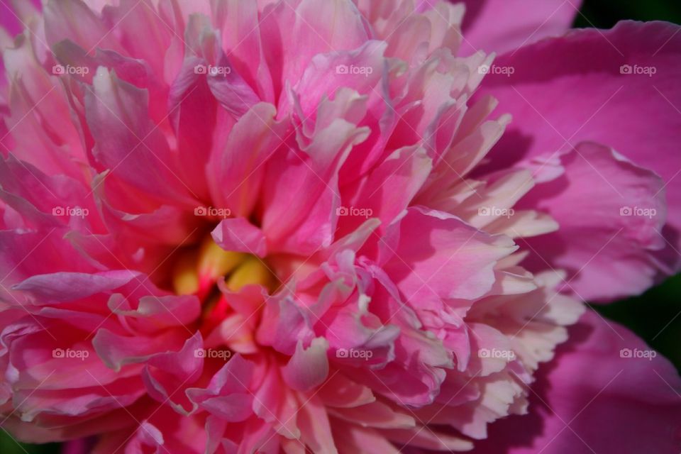 Pink Petal Beauty