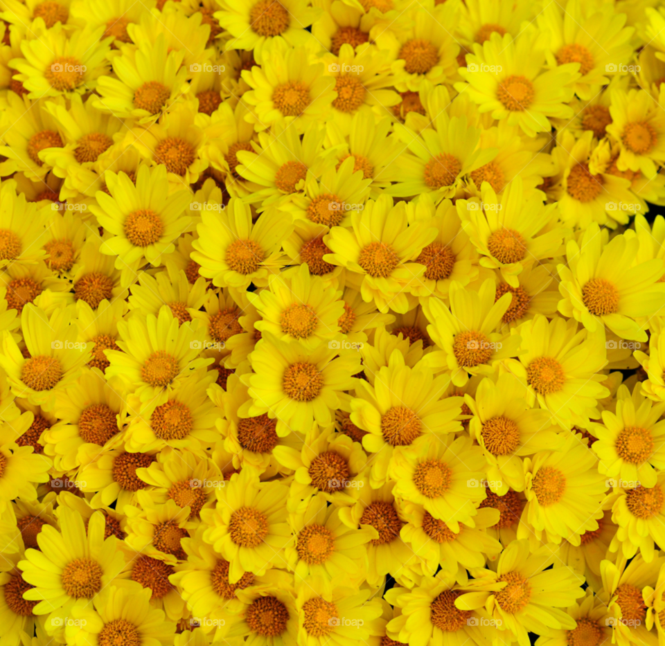 flowers field yellow macro by lightanddrawing