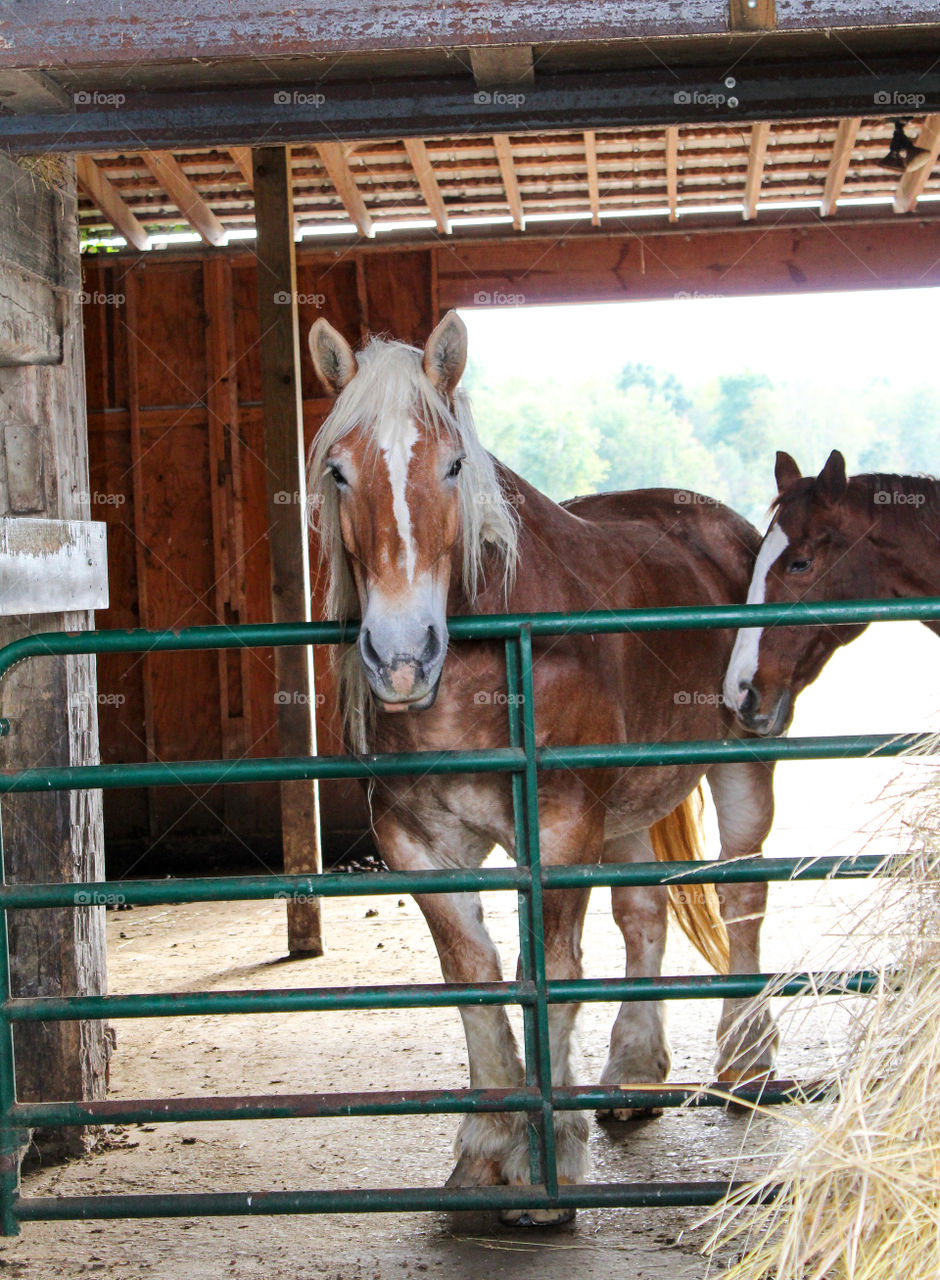 Horses inside of barn with hay