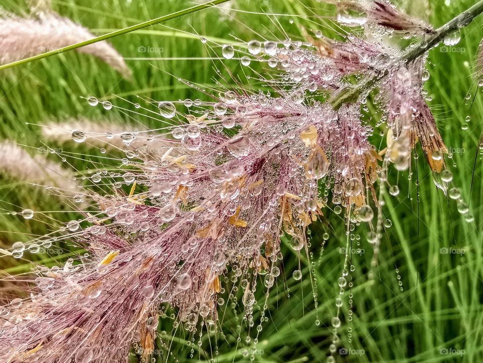 Drops of dew on the bent grass