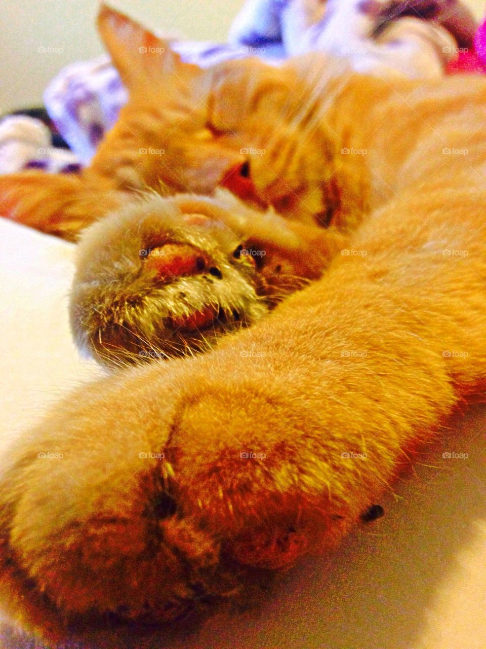 Sleeping kitty. My kitty cat lion sleeping from a long day of resting.