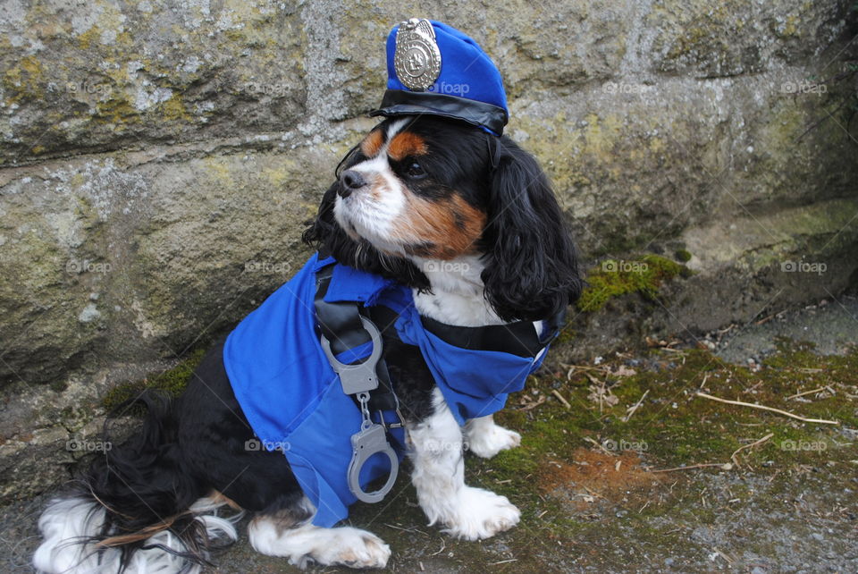 Walter the police dog, ready to fight crime.