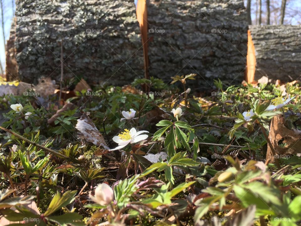 Lovely spring flower