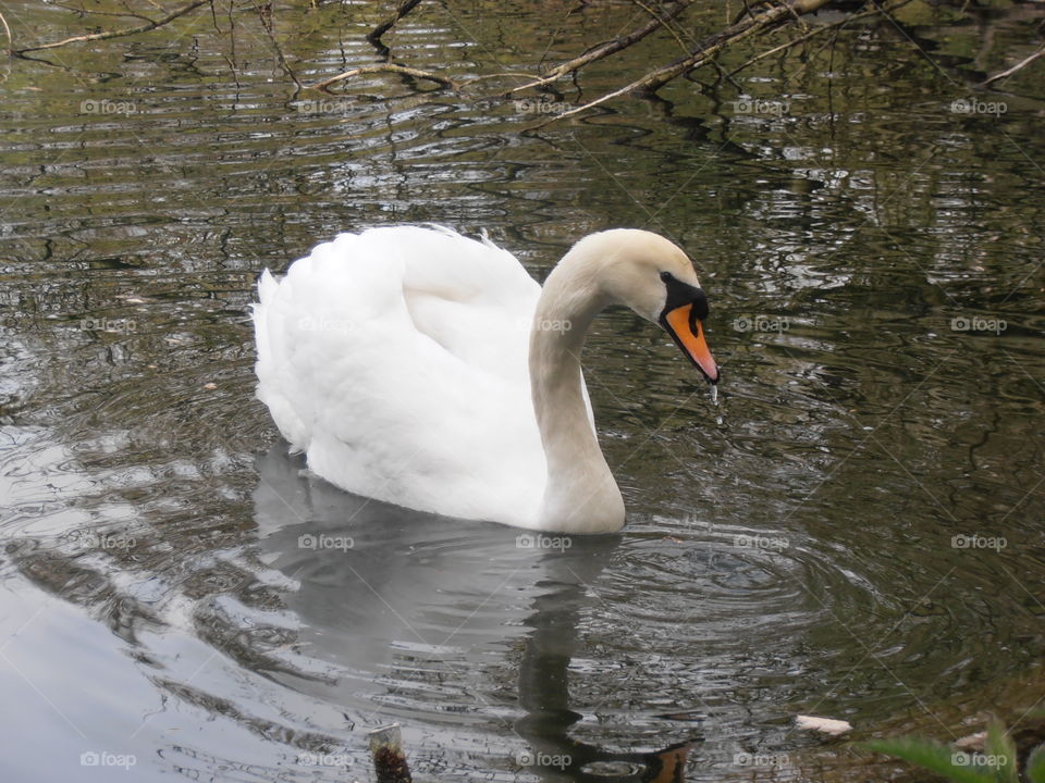 Swan Feeding