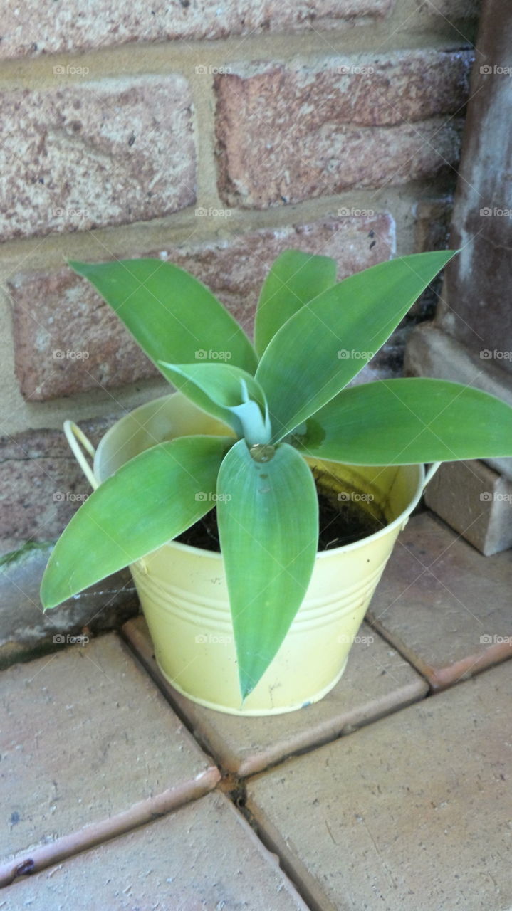 houseplants, pot plants