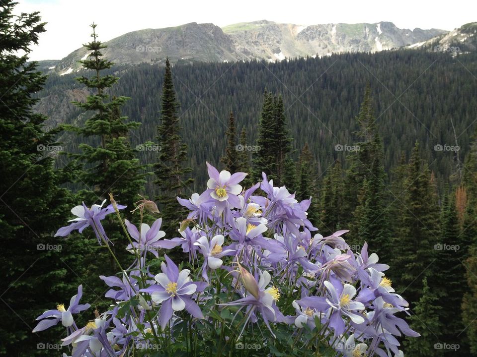 Columbines