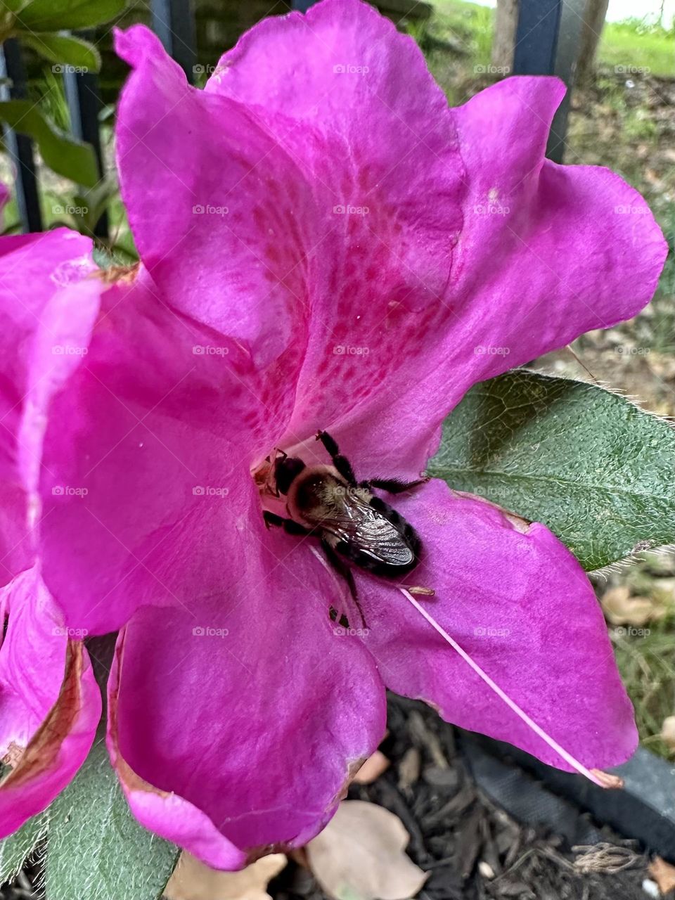 Bright pink azalea flower common eastern bumble bee pollinator petals stamens nature backyard wildlife bug insect summer nature backyard gardening