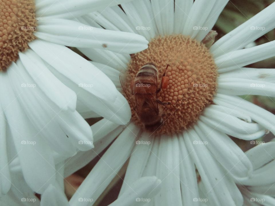 Nature, Flower, Flora, Summer, Beautiful