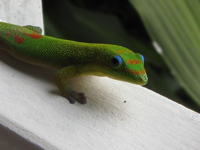 My friendly Gecko