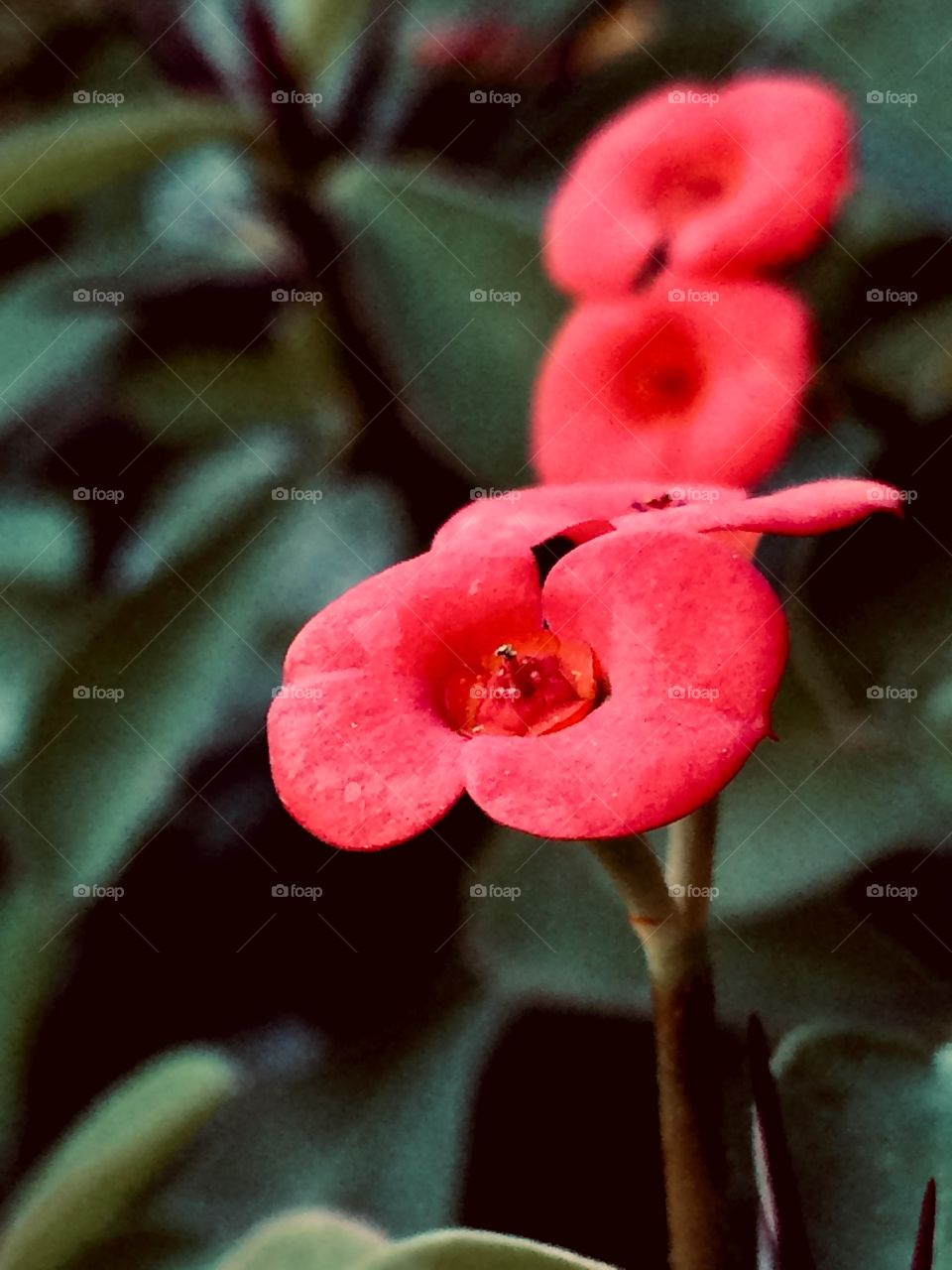 Três flores, e apenas uma se destaca, não por ser à única bela, mas porque ela é mais próxima da câmera. Assim são as pessoas...🌷