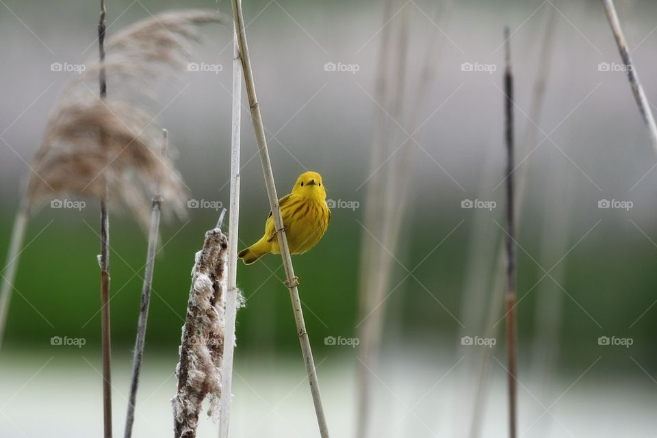 Yellow Warbler