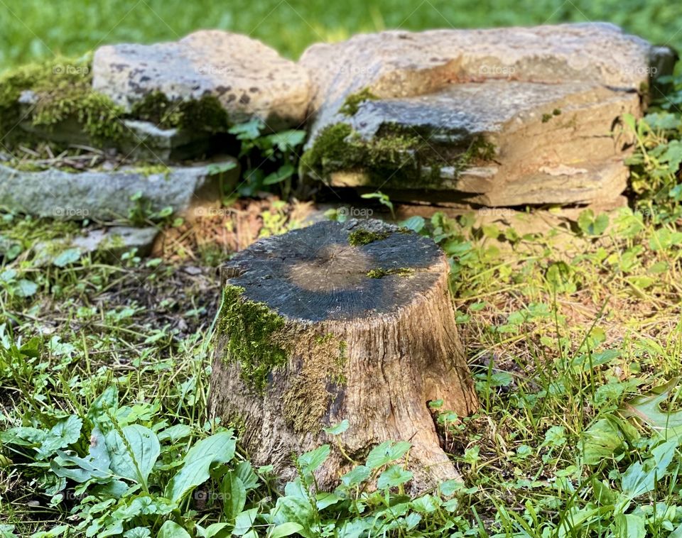 Hand “Heart” on tree stump