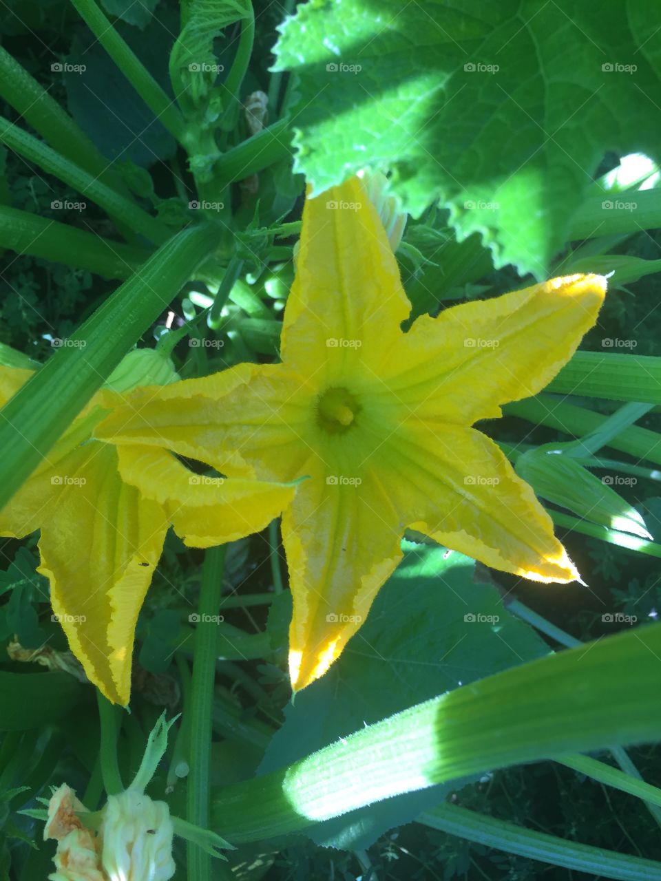 Zucchini flower