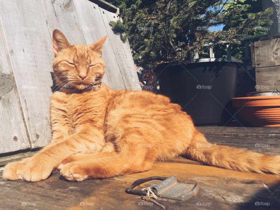 Close-up of a cat sleeping