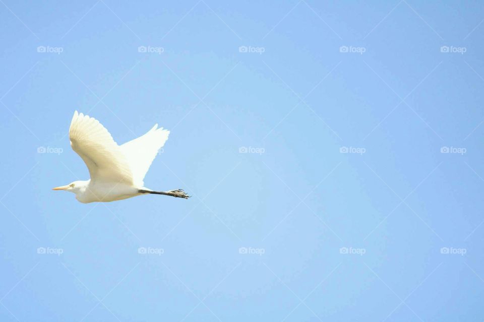 bird flight
