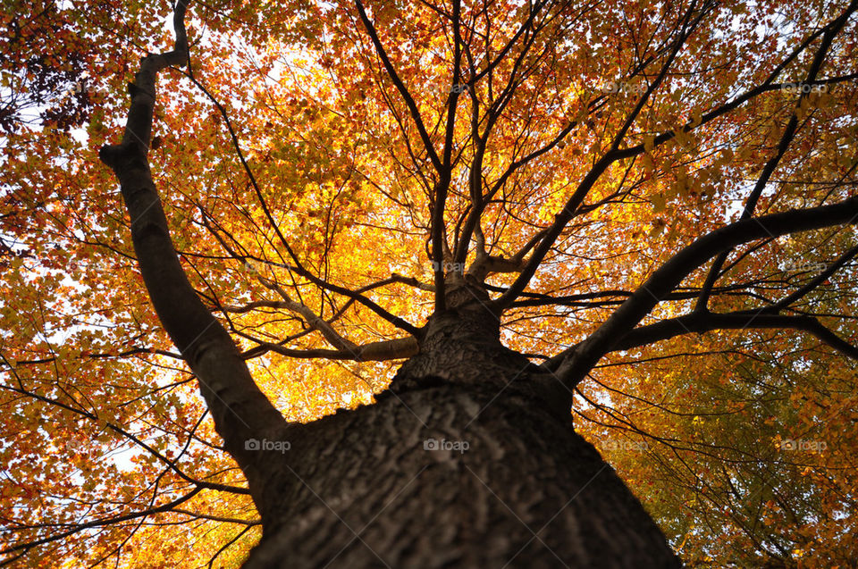 tree leaves fall by charles2111