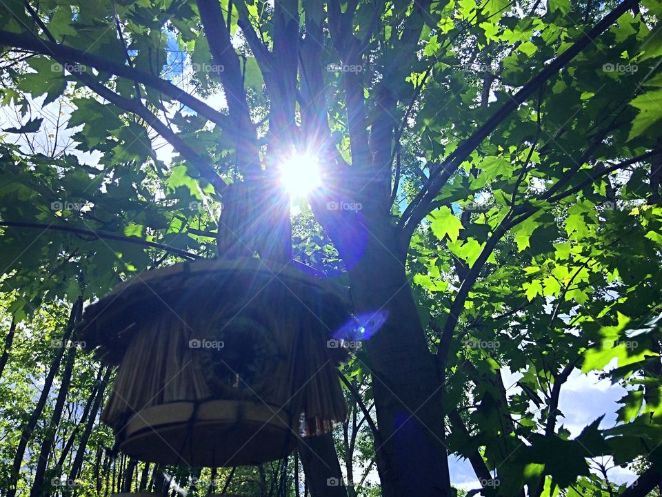 Sun shining through trees