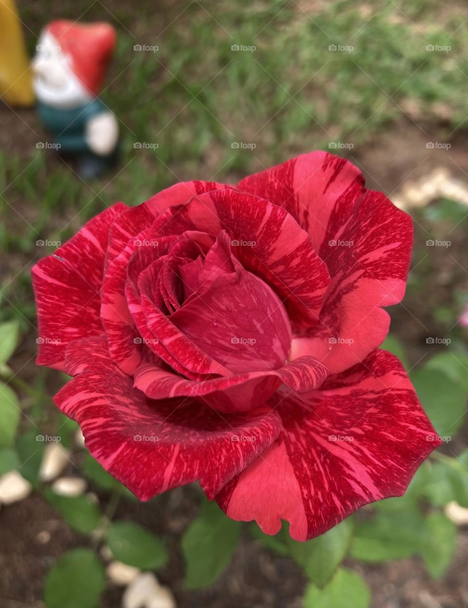 🌹 🇺🇸 Very beautiful flowers to brighten our day.  Live nature and its beauty. Did you like the delicate petals? / 🇧🇷 Flores muito bonitas para alegrar nosso dia. Viva a natureza e sua beleza. Gostaram das pétalas delicadas? 