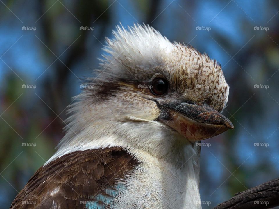 Kookaburra