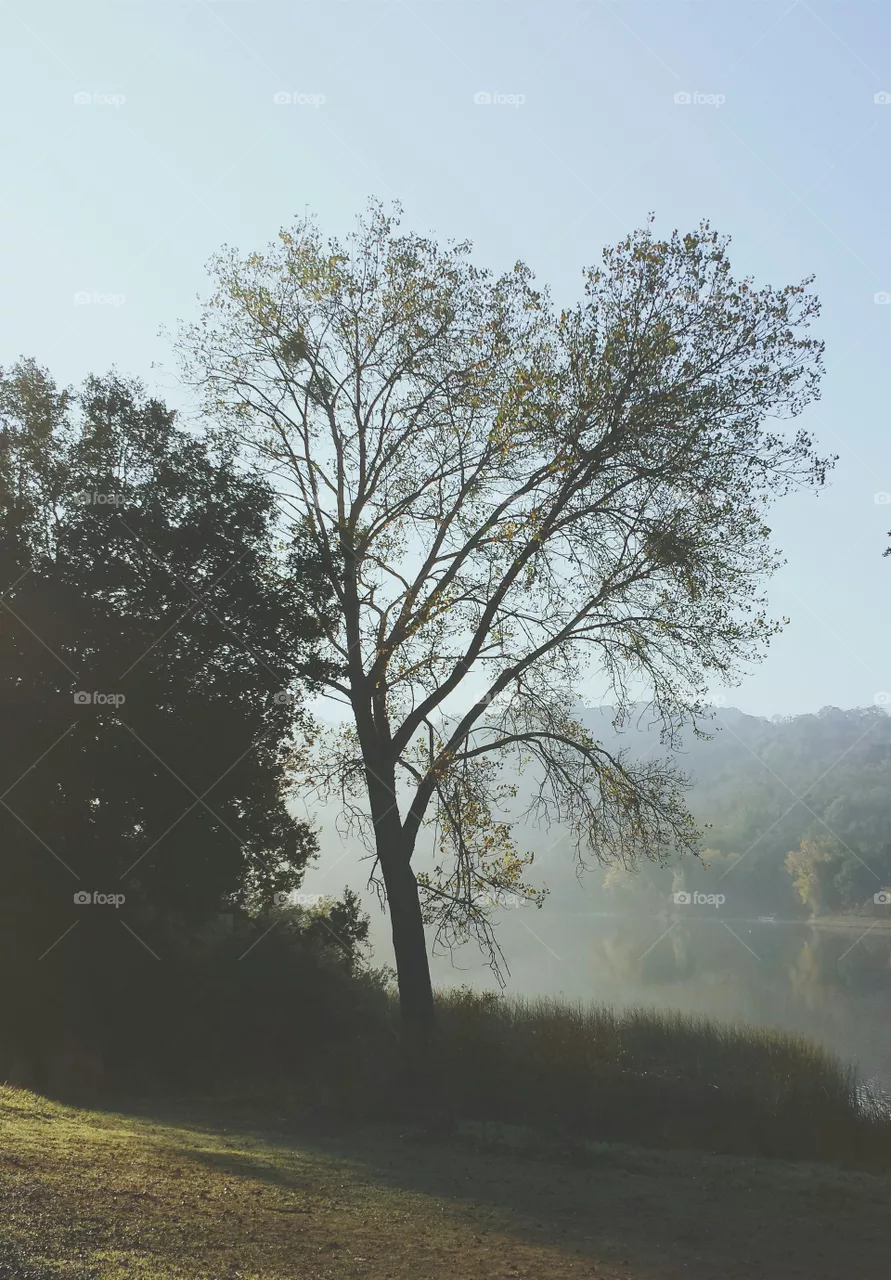 tree