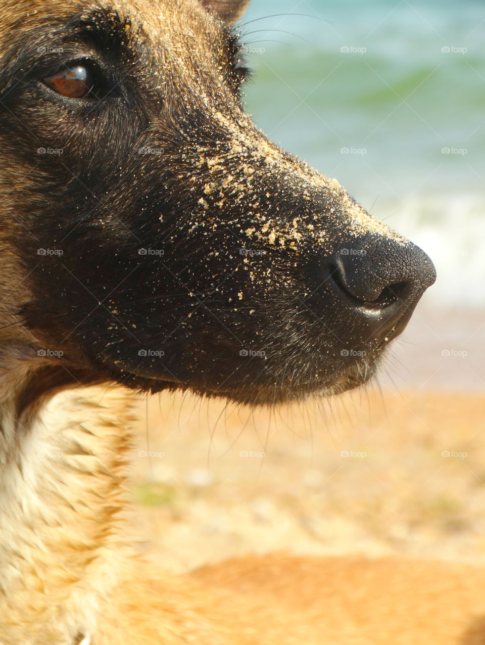 Portrait malinois