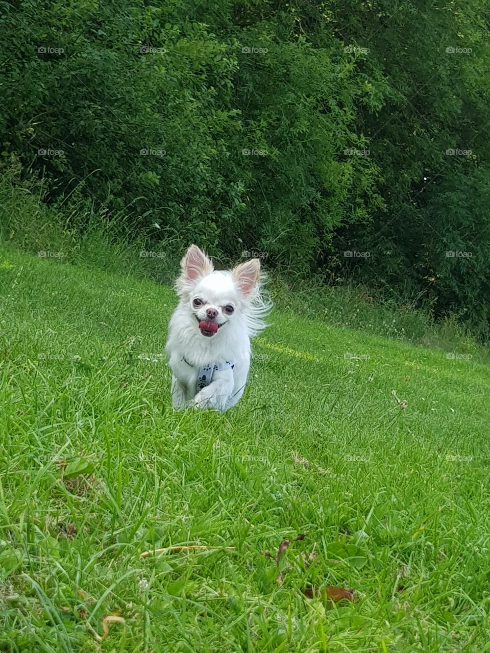 white fluffy chihuahua dog running on a field loving life