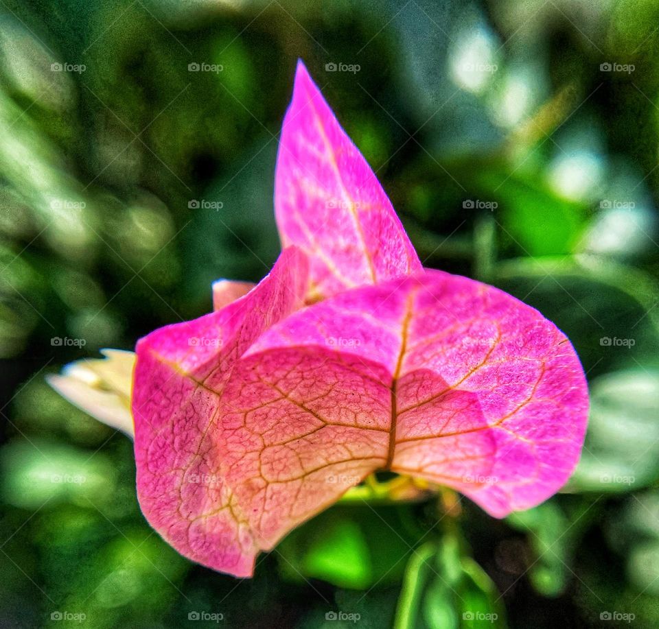 PINK FLOWER