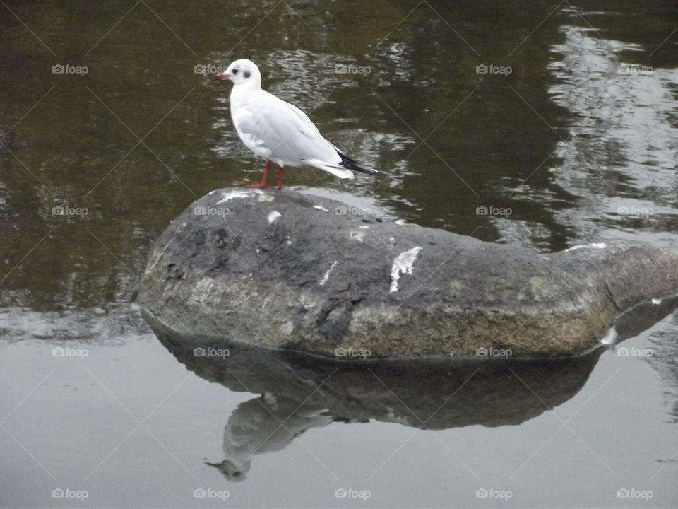 Seagull On A Rock