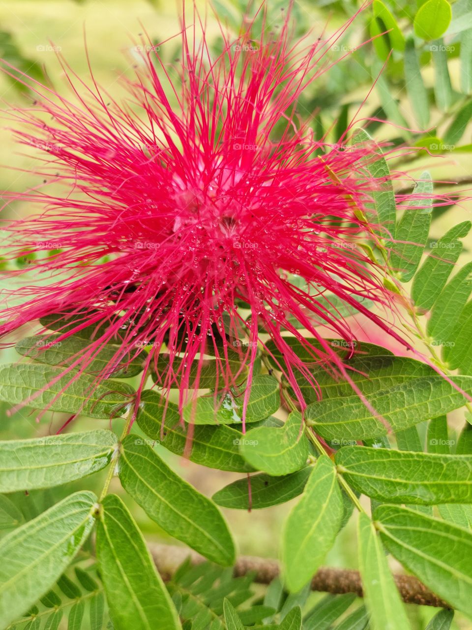 Red Beauty
Grooming Flower
Calliandra Grandiflora Plant🌱