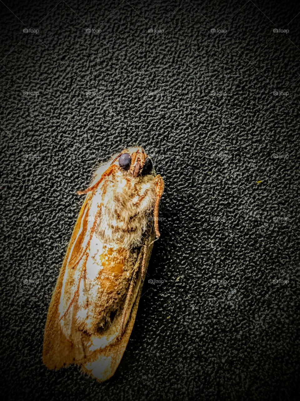 Controlling a moth. Moth meditation