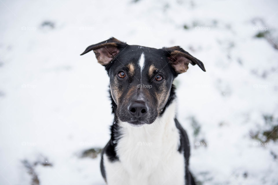 Portrait of a mixed breed terrier dog in the snow outdoors in the winter