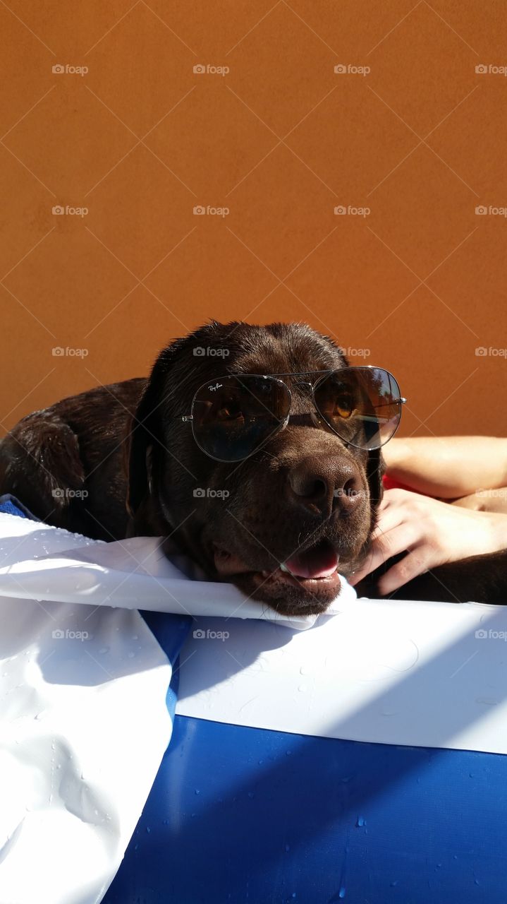 chocolate labrador ray ban. chocolate labrador wearing ray ban sunglasses