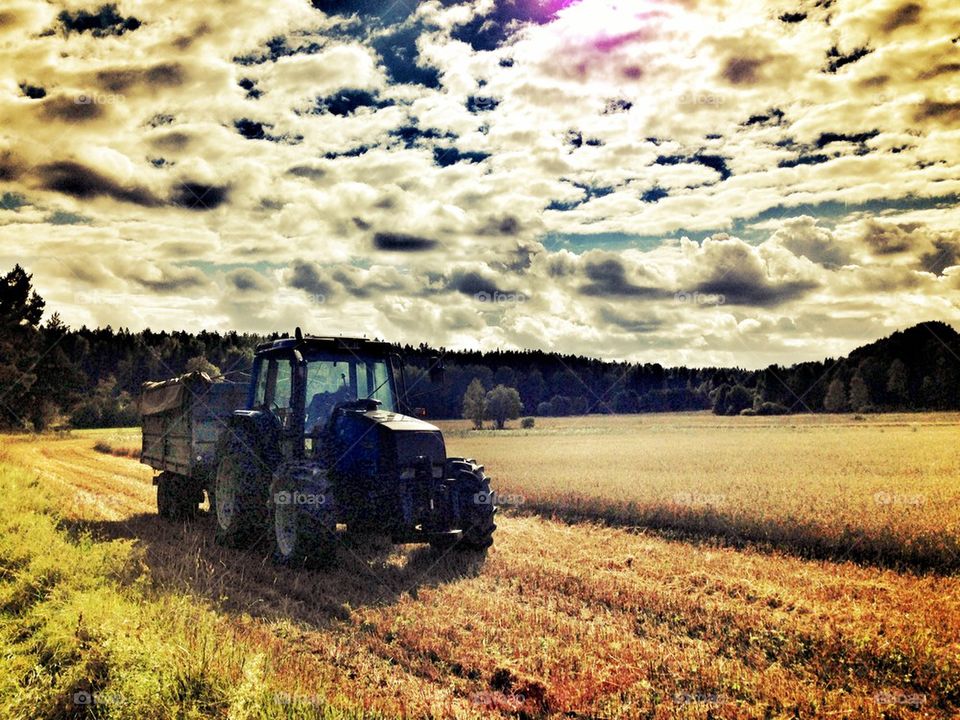 harvest season sweden