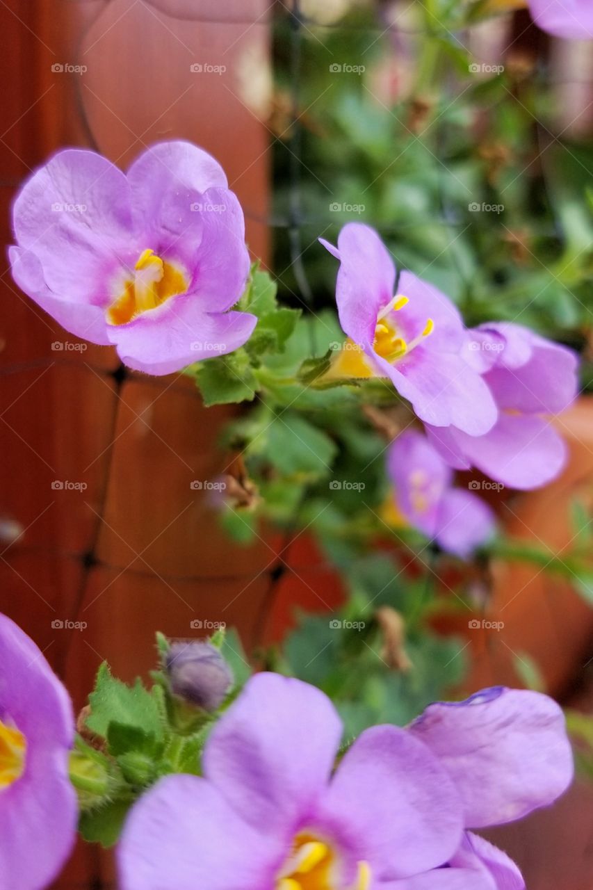 Purple strawberry flowers