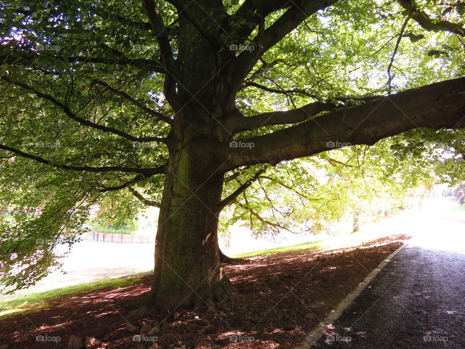 majestic tree