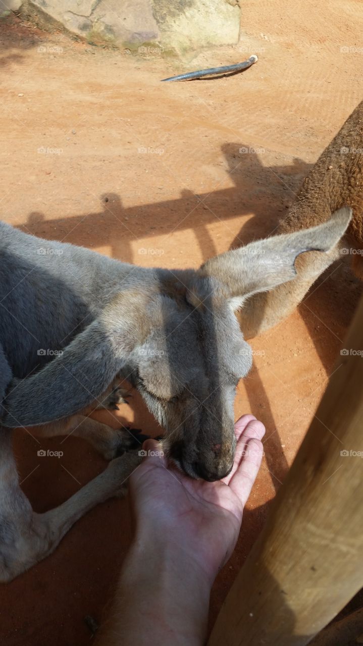 hand feeding a kangaroo