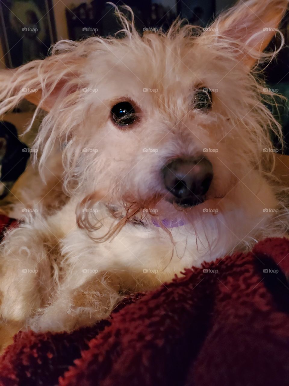 Do you have a treat?