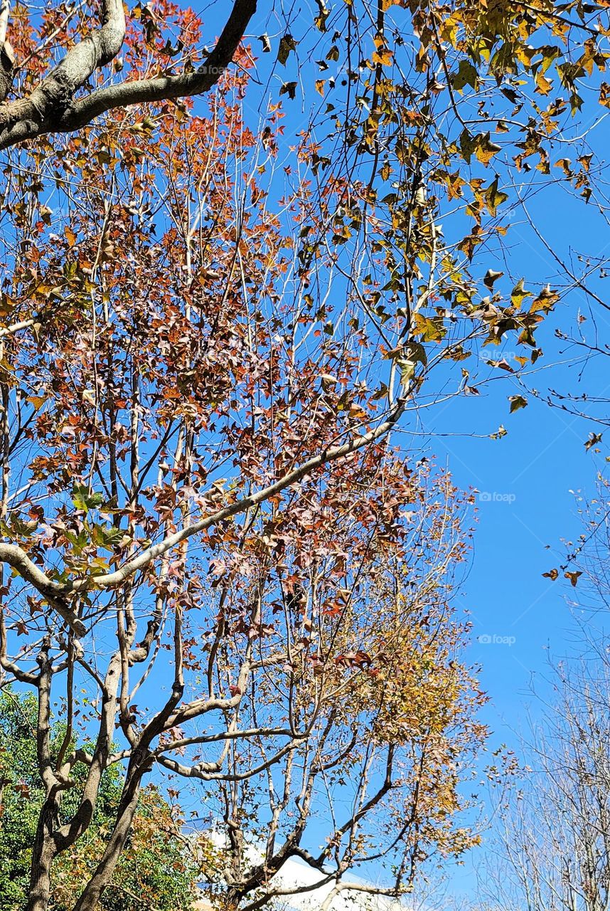 Green, yellow, and orange leaves of three different colors