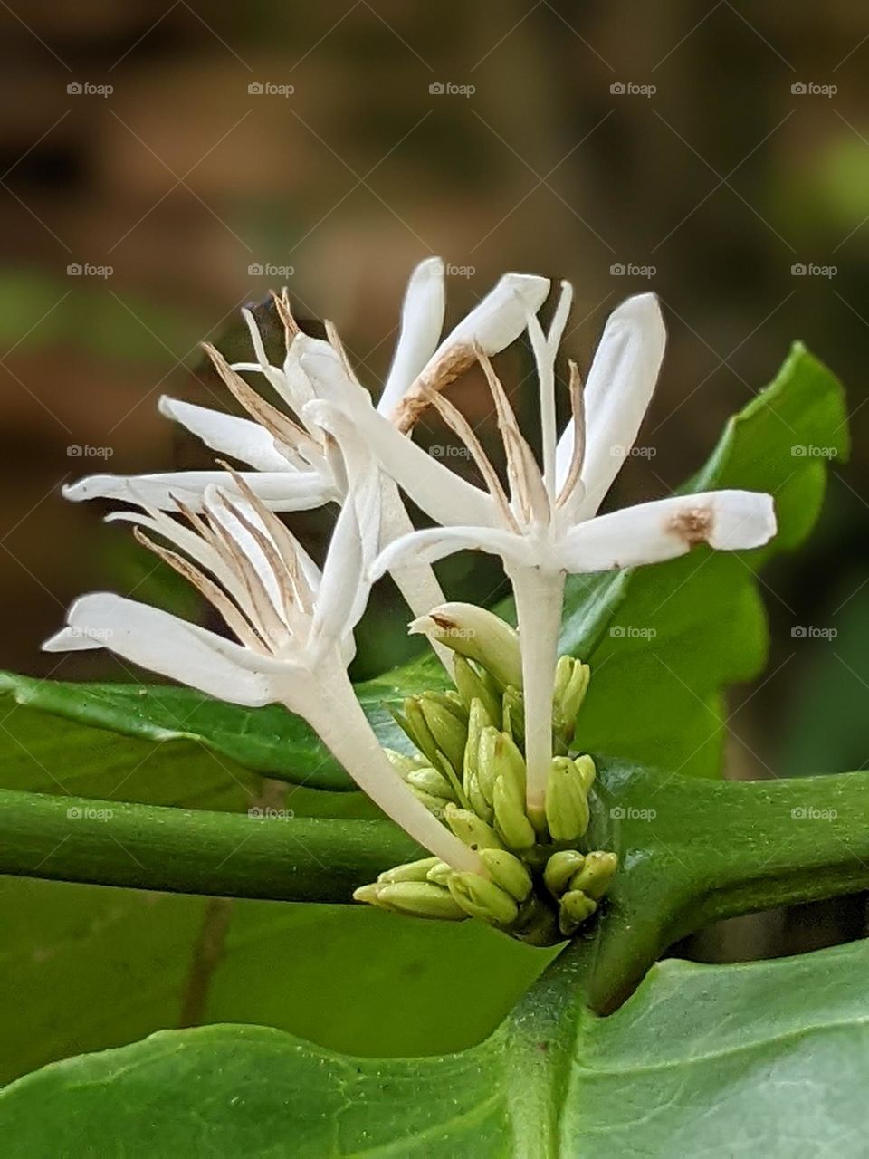 coffee plant flowers🌼