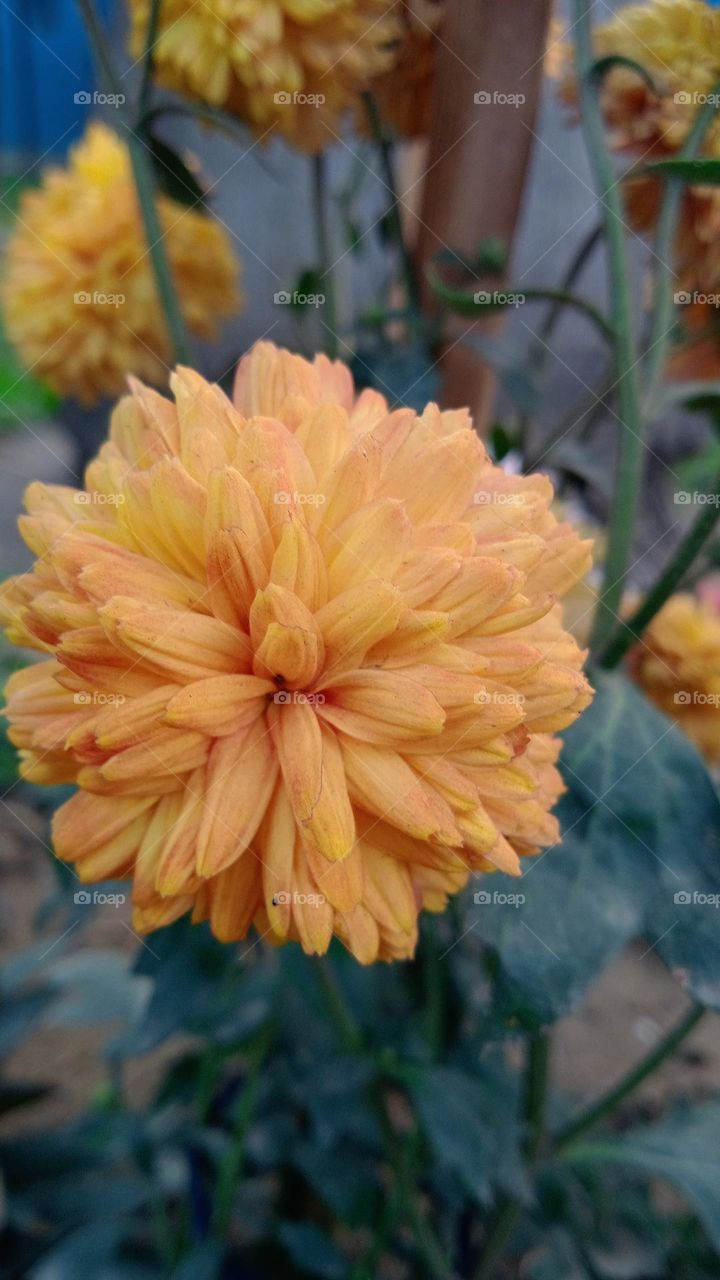 ```Love is like a beautiful flower that I can't touch, but its fragrance makes the garden just a colorful place. - Helen Killer```