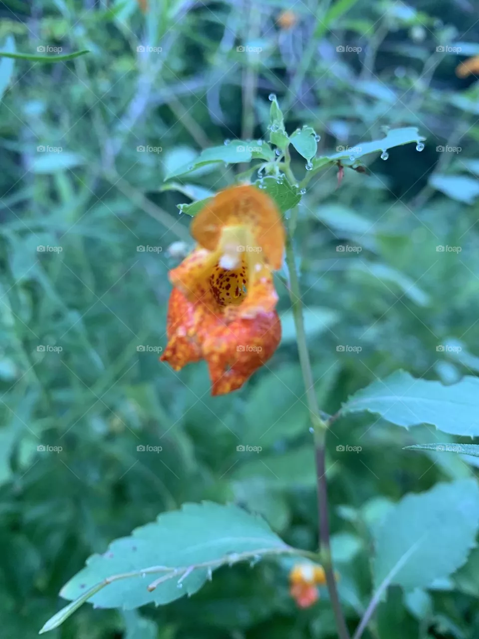 Flower with dew drops