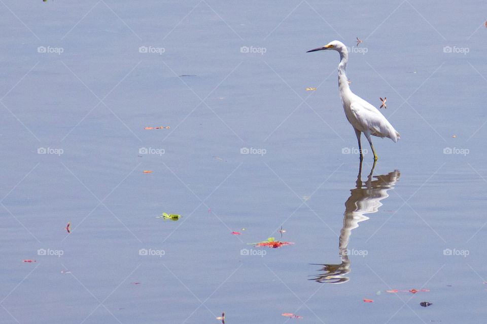 Egret at lake