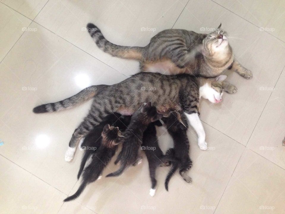 Lovely cat family