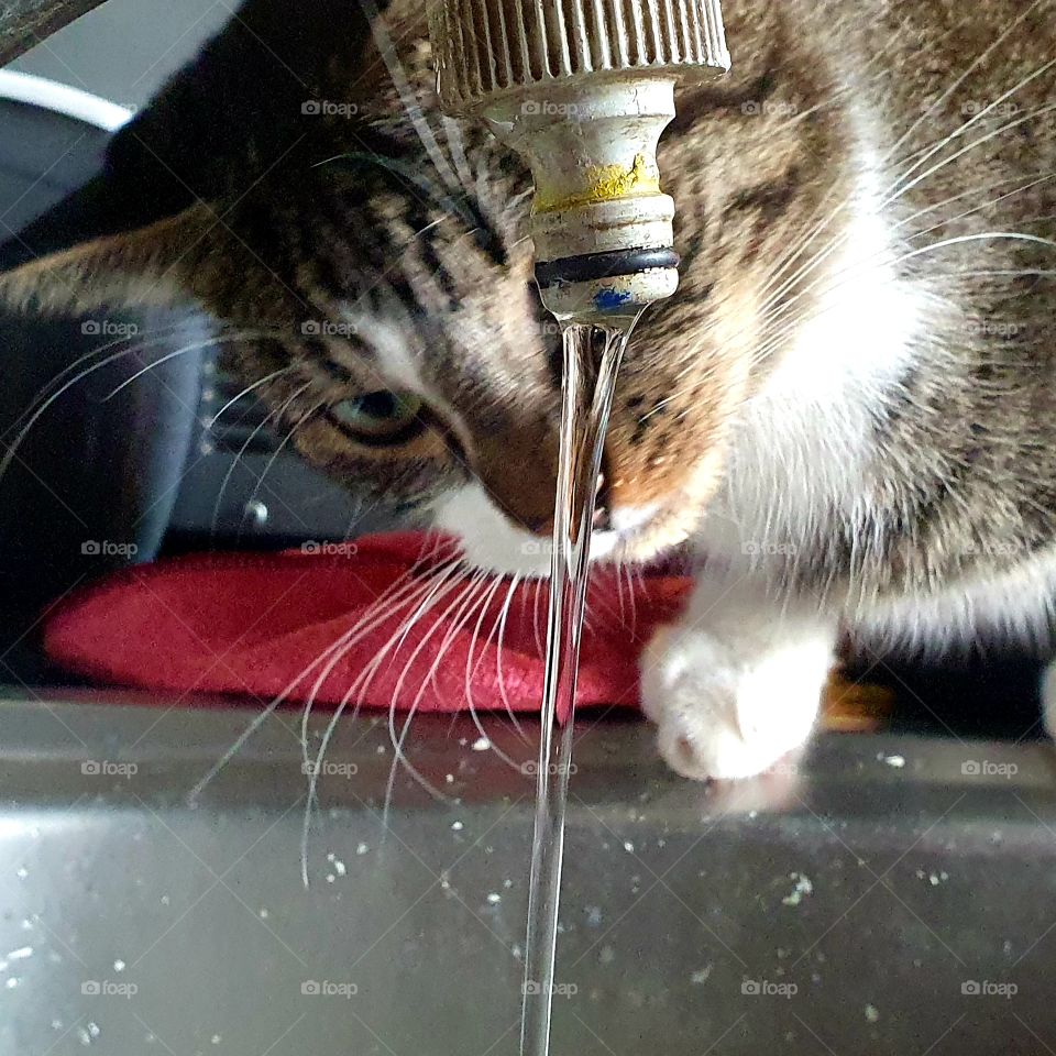 Tiger the cat, wants water