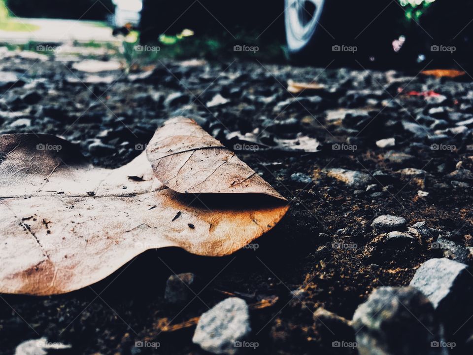 Dried leaf on the street 